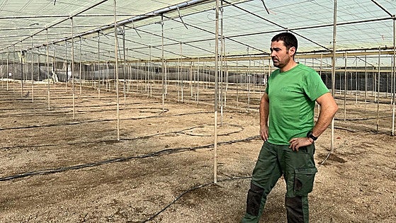 Tobacco thrips pest affects pepper production on Granada's Costa Tropical