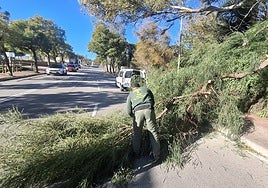 The strong winds brought down trees in Benalmádena.