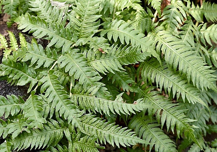 Woodwardia prolifera