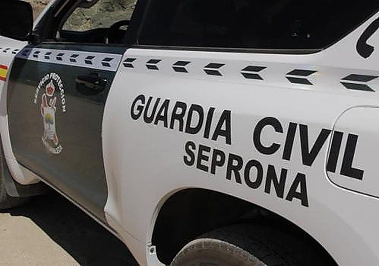 One arrested on Costa del Sol for illegal capture of protected bird species
