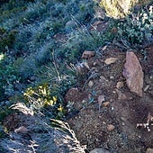 The reforestation was carried out in an enclave of high ecological value.