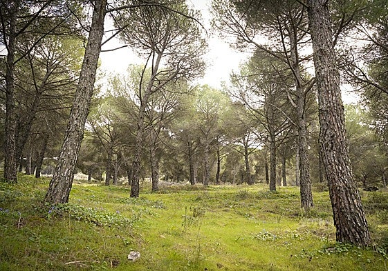 View of the trees in this parkland after all the clearing, cleaning and improvement work.
