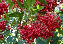Heteromeles arbutifolia.