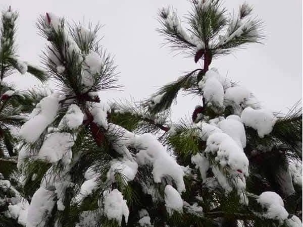 Snow in the Sierra Bermeja.