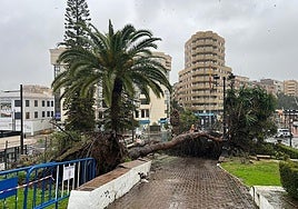 The fallen tree in Motril on Wednesday due to strong gusts of wind.