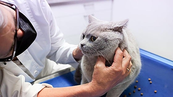Pets can develop food allergies: how to recognise the symptoms