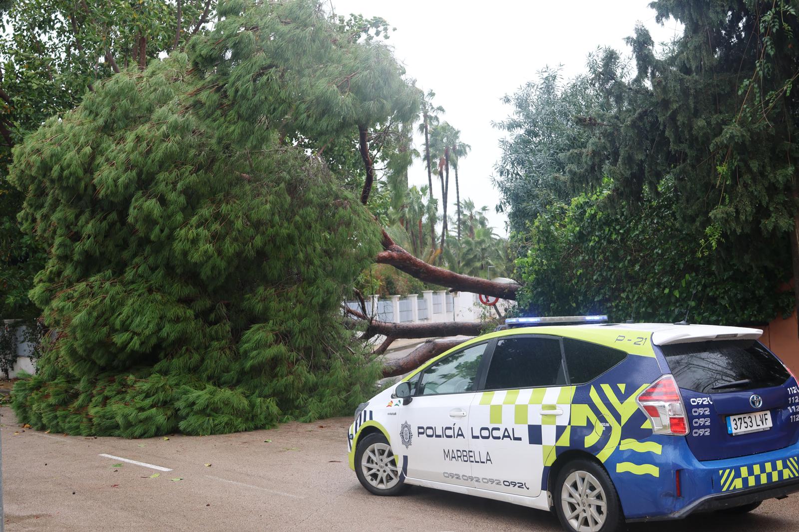 Fallen tree in Marbella.