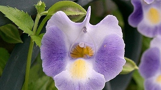 Torenia fournieri