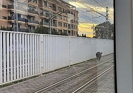 The wild boar spotted on Valencia's metro this Thursday.