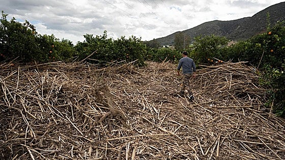 Malaga's countryside suffers significant damage from storms Leonardo and Marta