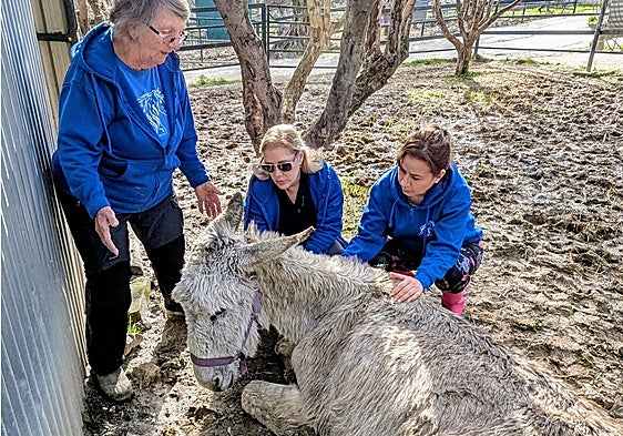 Alhaurín el Grande shelter needs help after giving a home to neglected horses and donkeys