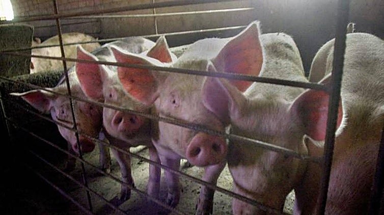 Malaga pig theft bust: three arrested for stealing hundreds of animals and machinery from livestock farms