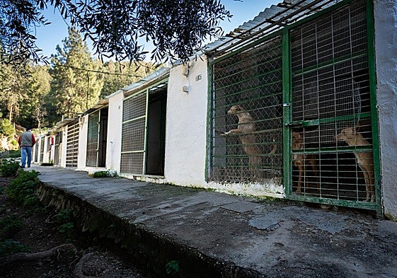 Malaga police investigate theft of 45 dogs from hunting association