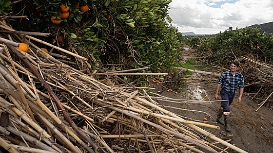 Malaga storm damage: farmers estimate €112 million loss in agricultural crisis