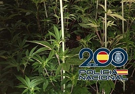 Malaga drug offence: police arrest tenant who turned flat into cannabis greenhouse