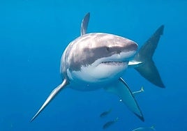 A great white shark.