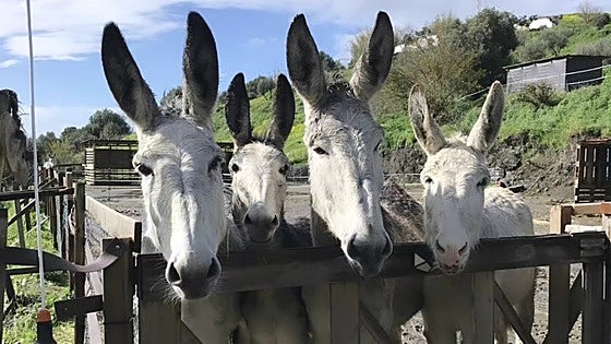 Mijas donkey sanctuary hosts special Mother’s Day celebration