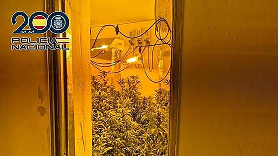 Malaga police discover marijuana plantation after young man threatens neighbour with shotgun