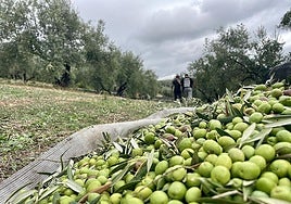 Olive harvesting on a farm in Castellar (Jaén).