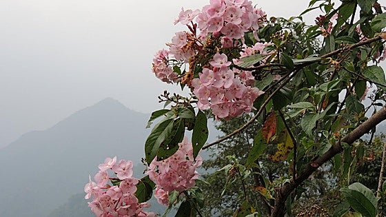 Luculia gratissima