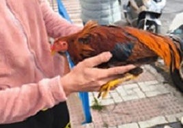 Malaga robbery: two young men steal fighting cocks