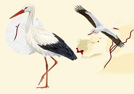 Why storks are swapping Africa for Malaga’s ring road
