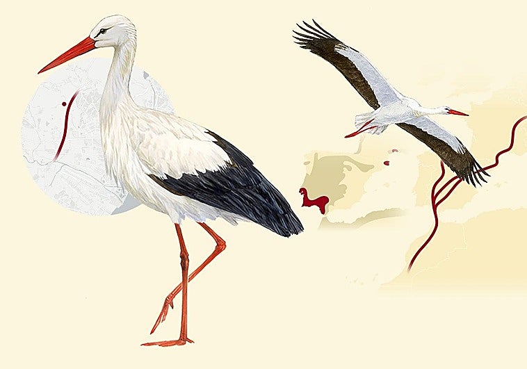 Why storks are swapping Africa for Malaga’s ring road