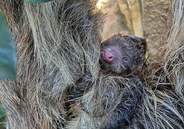 The baby was born completely covered in fur, fully developed and instinctively clinging to its mother's body.