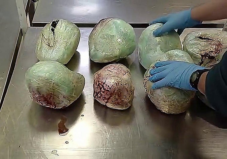Illegal animal trafficking: 15 dead pangolins seized from suitcase at Madrid-Barajas airport