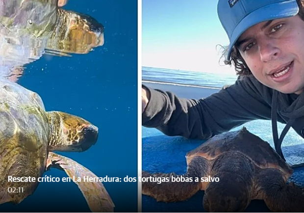 Exhausted loggerhead turtles rescued off Costa Tropical