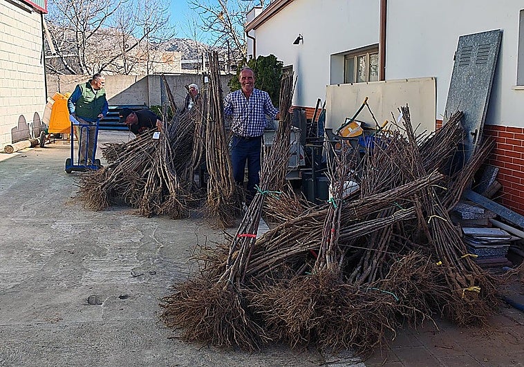 Malaga village to subsidise growers to plant more cherry trees