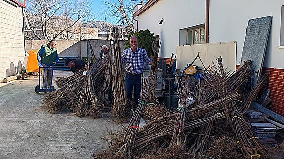 Malaga village to subsidise growers to plant more cherry trees