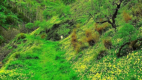After the rain: the lush green hills of Granada's Alpujarra