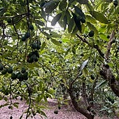 Picture of an avocado plantation in the Axarquía.