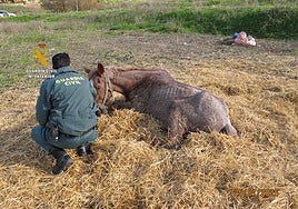 Malaga nature protection police investigate horse farm owner for animal abuse