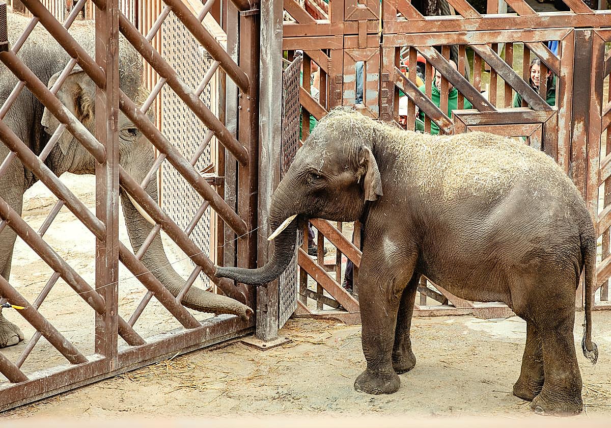 What’s new at Estepona's Selwo Aventura safari park in 2026? Meet Hope, the newest Asian elephant