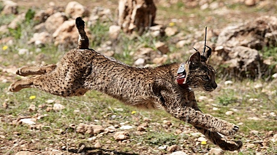 Iberian lynx in Andalucía: baby boom in Doñana