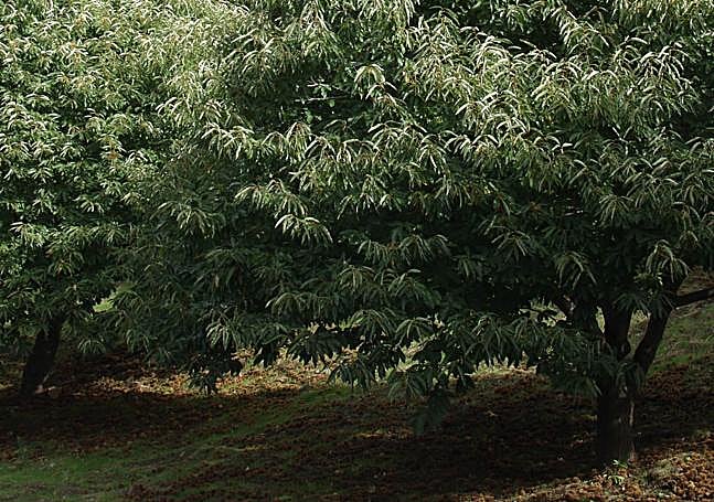 Castañar del Genal.