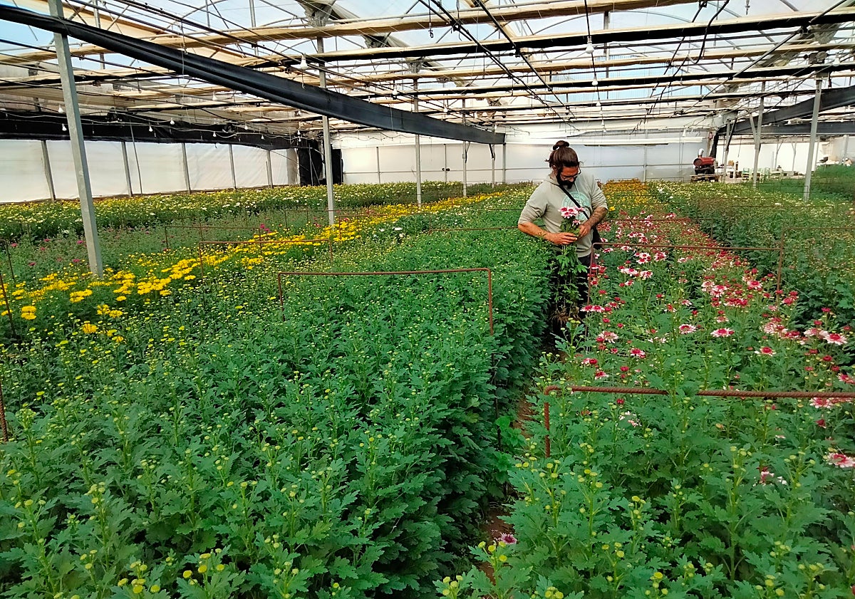 Imagen principal - Local products.