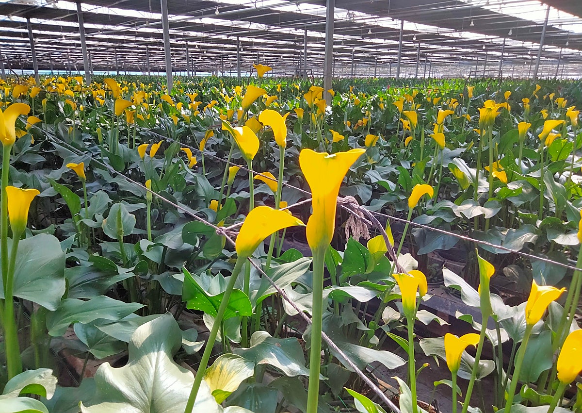 Imagen secundaria 1 - Local products.