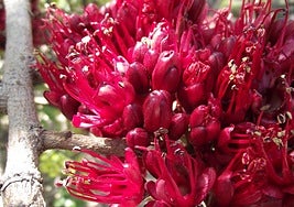 Schotia brachypetala.