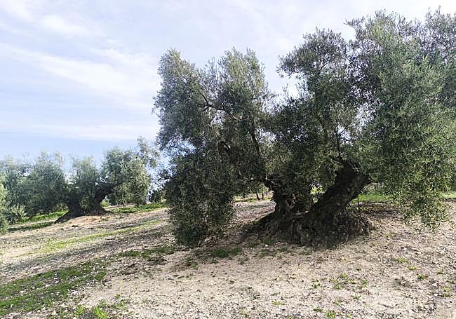 Along the road, you pass by large olive trees with two or even three trunks.
