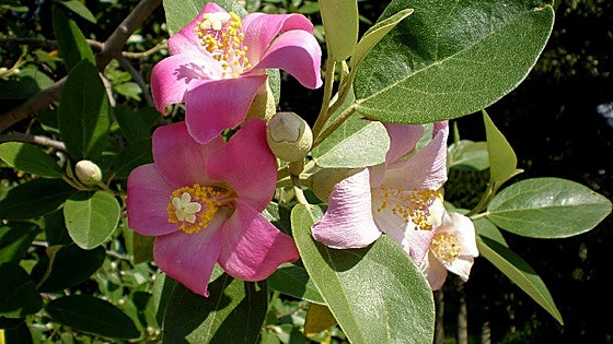 Lagunaria patersonia