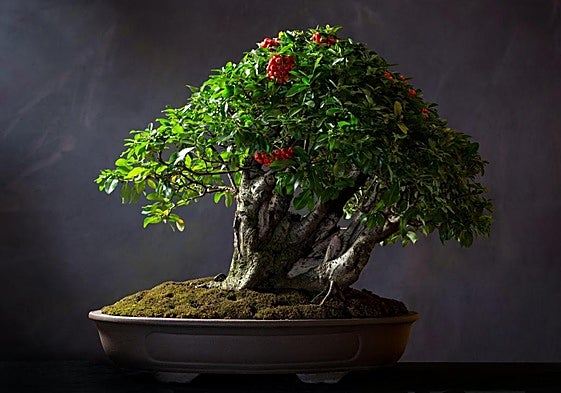 The fair offers a diverse selection of exotic plants and cacti.