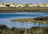 Doñana water recovery 'fragile and temporary' despite recent rainfall, warns SEO/BirdLife