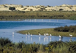 Doñana water recovery 'fragile and temporary' despite recent rainfall, warns SEO/BirdLife