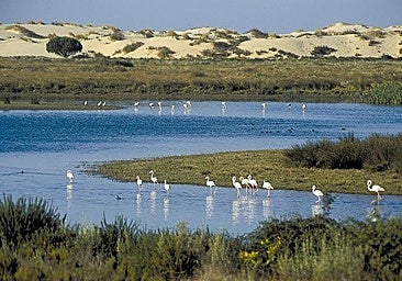 Doñana water recovery 'fragile and temporary' despite recent rainfall, warns SEO/BirdLife