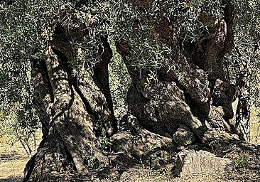 The thousand-year-old olive trees of Periana: a journey through roots, history and future