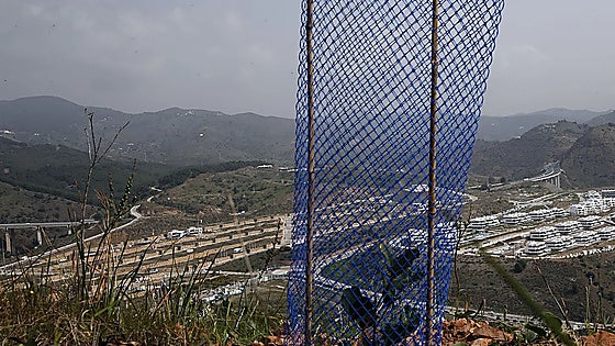 Malaga fights climate change with annual reforestation campaigns