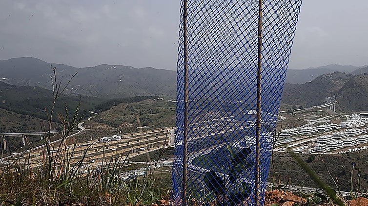 Malaga fights climate change with annual reforestation campaigns
